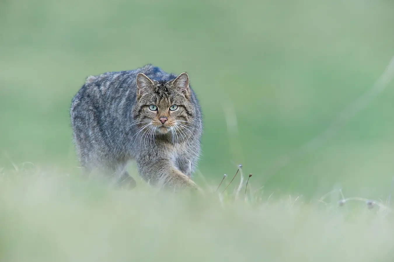Chat sauvage de face