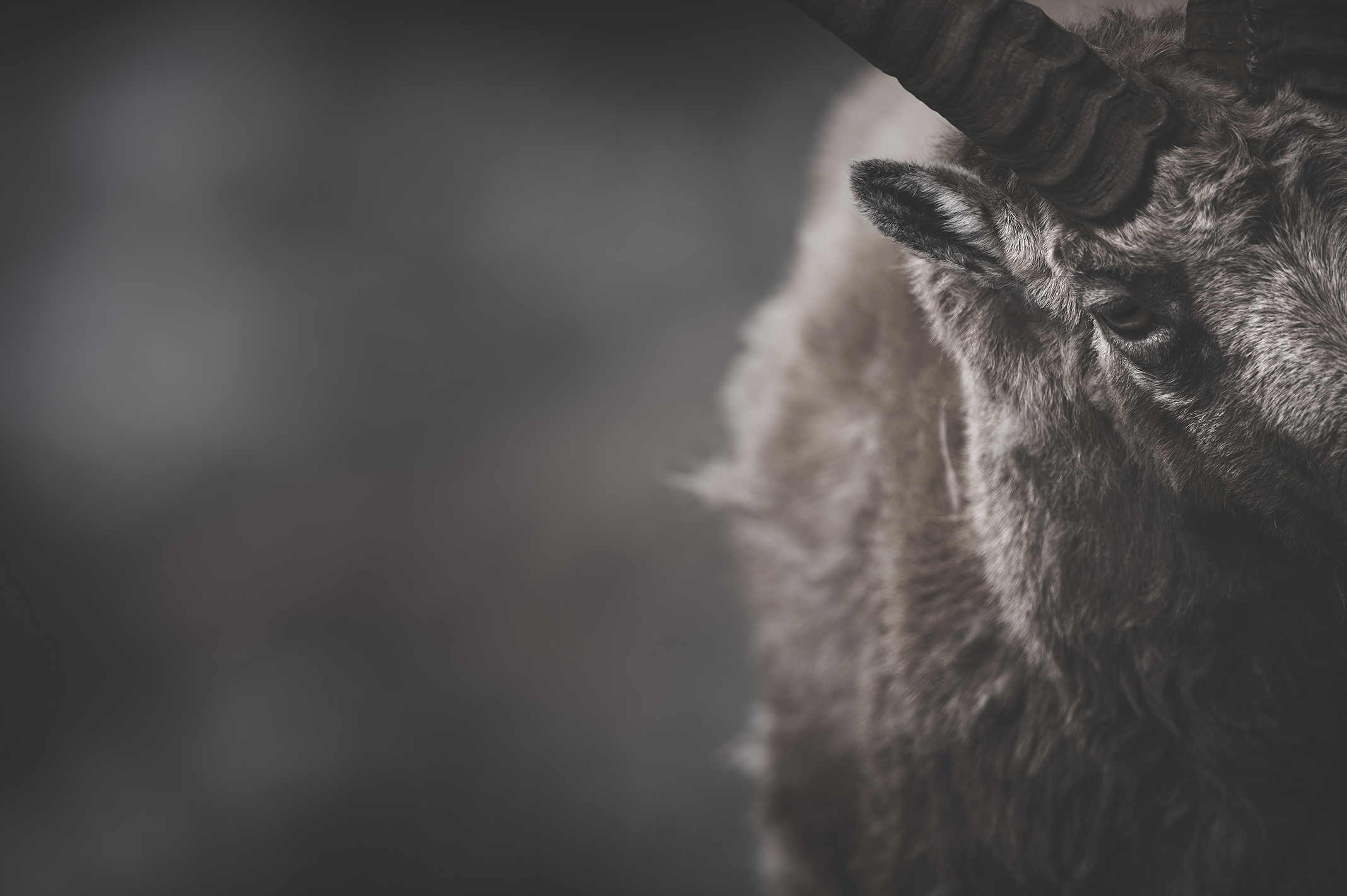 Galerie photo professionnelle nature sauvage
