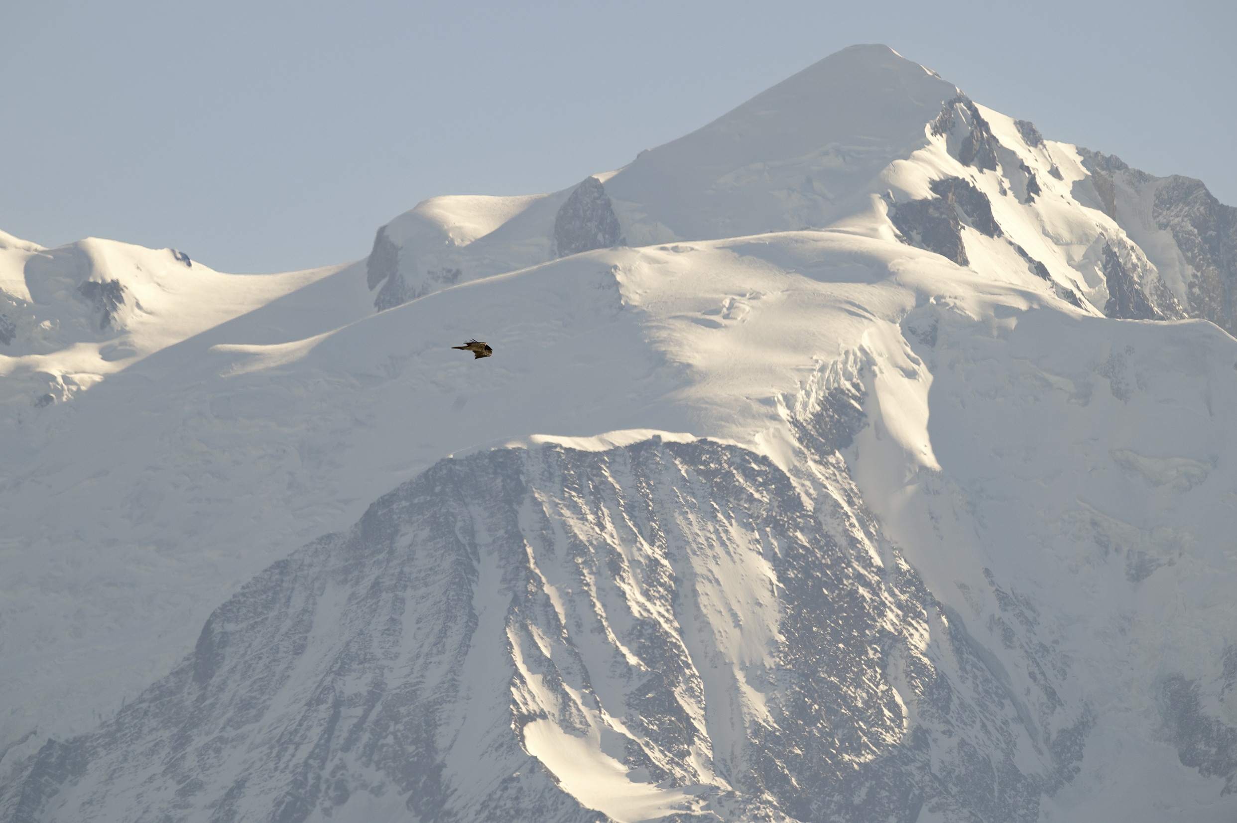 Gypaète barbu en vol devant le Mont-Blanc, photographié depuis le col de la Balafrasse