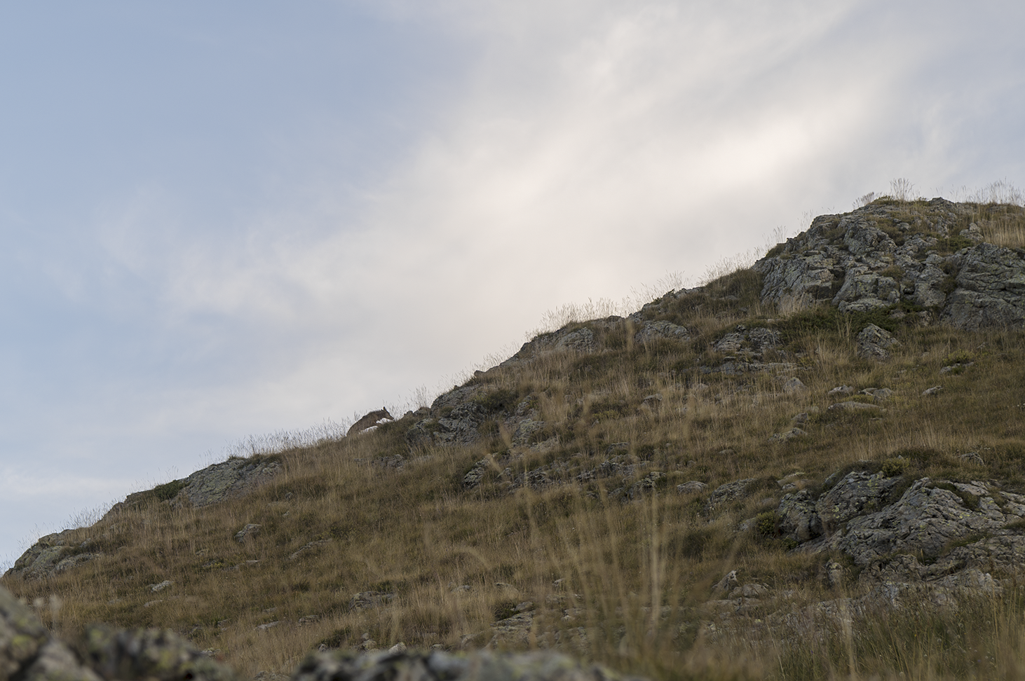 Jeune loup sur une barre rocheuse au Grand Pinier
