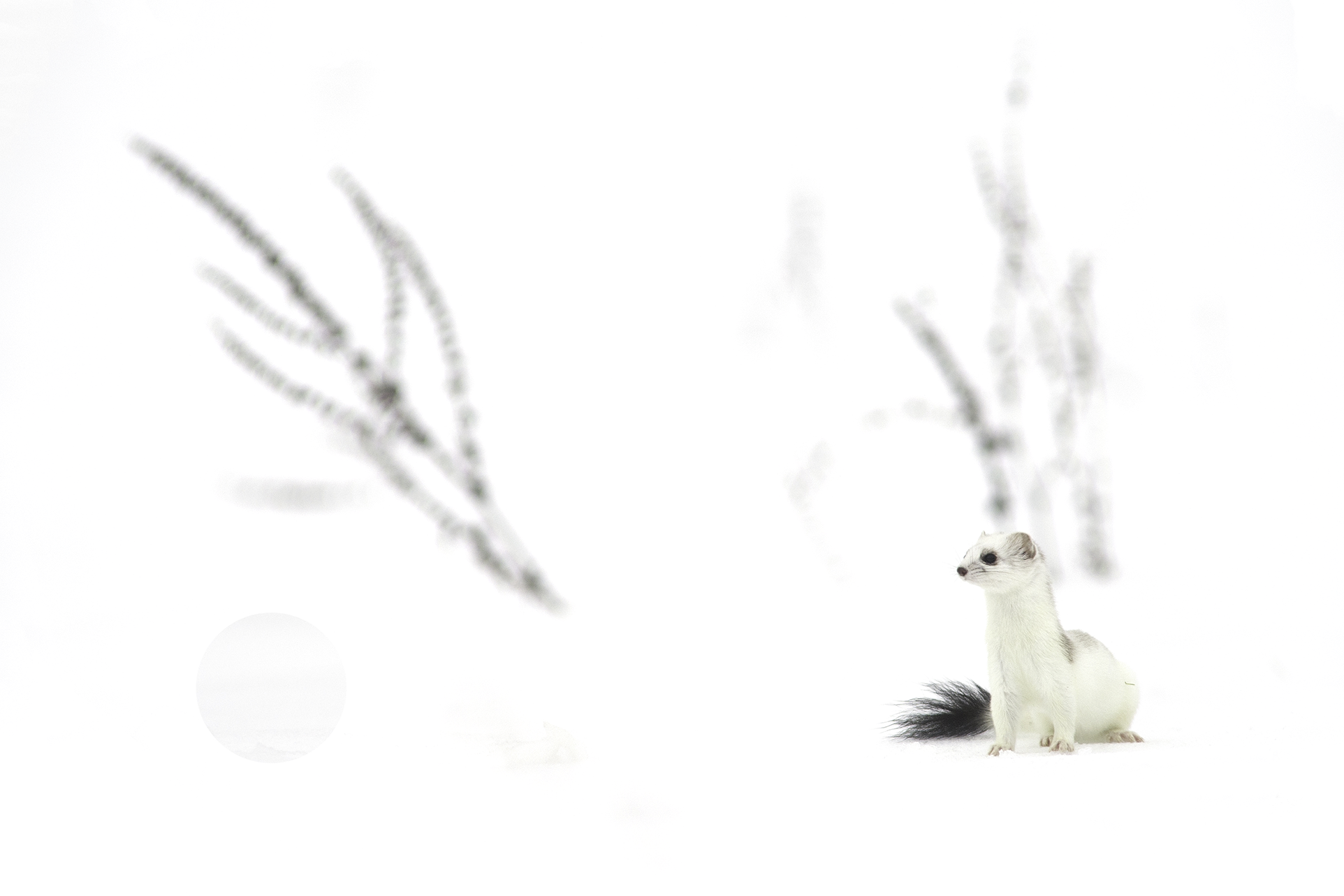 Hermine blanche dans la neige