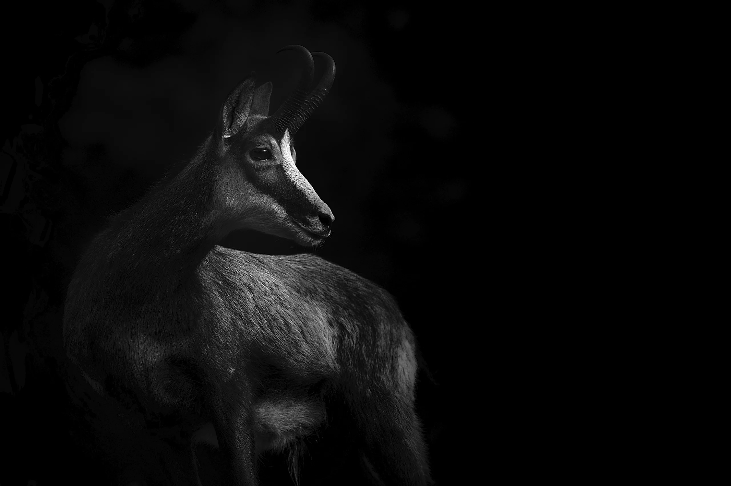 Chamois en noir et blanc, Alpes
