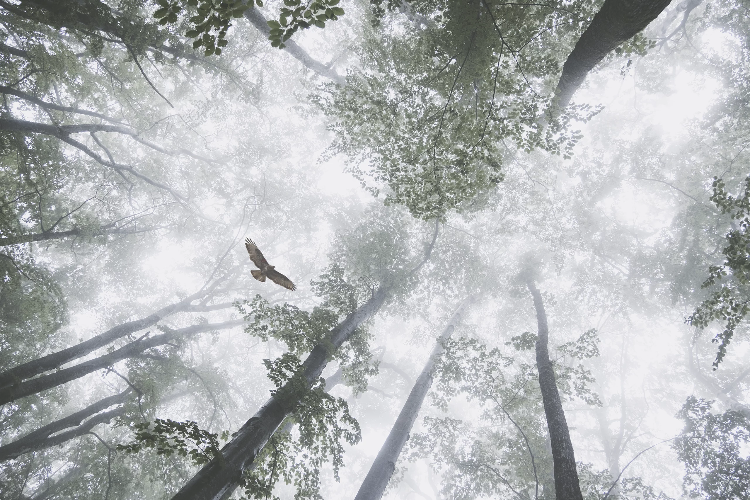 Buse variable survolant une forêt