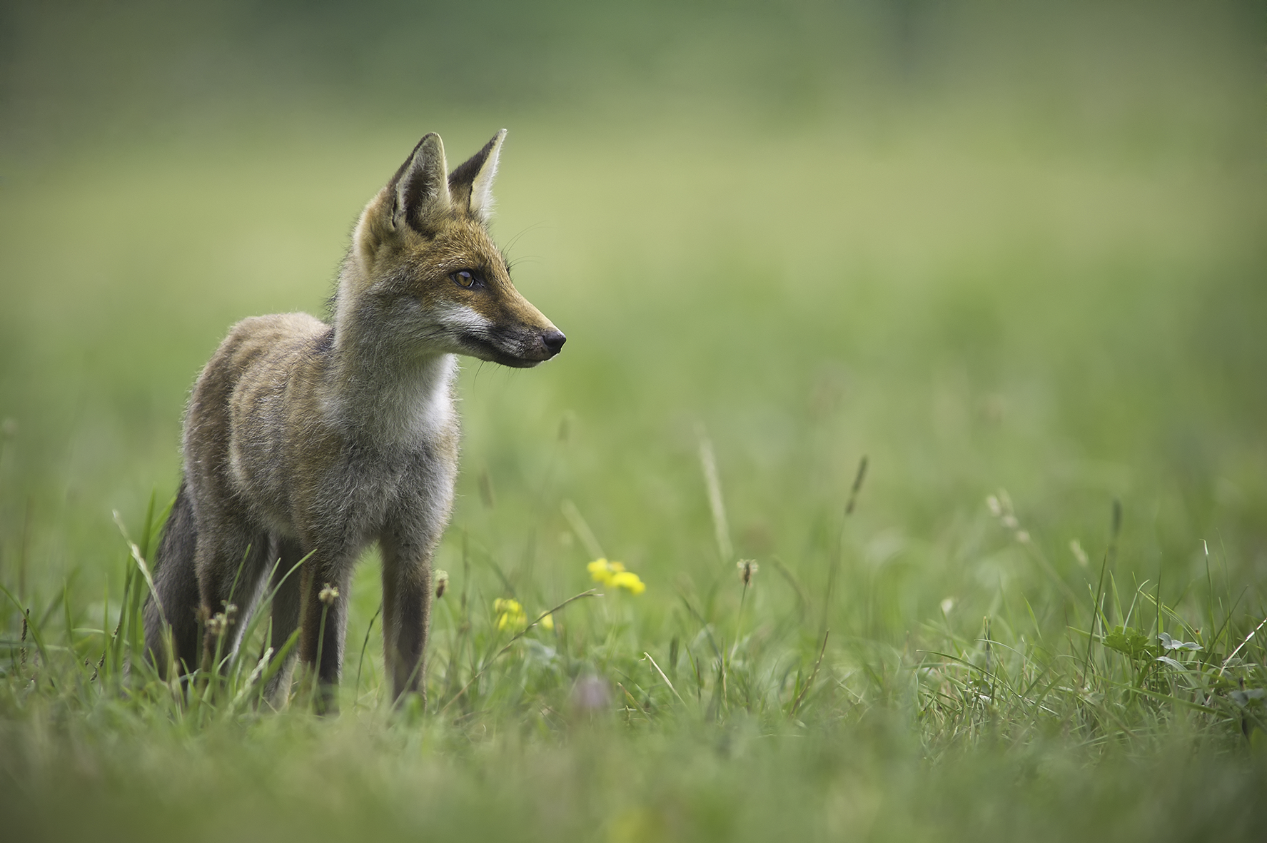 Jeune renard de profil, Alpes