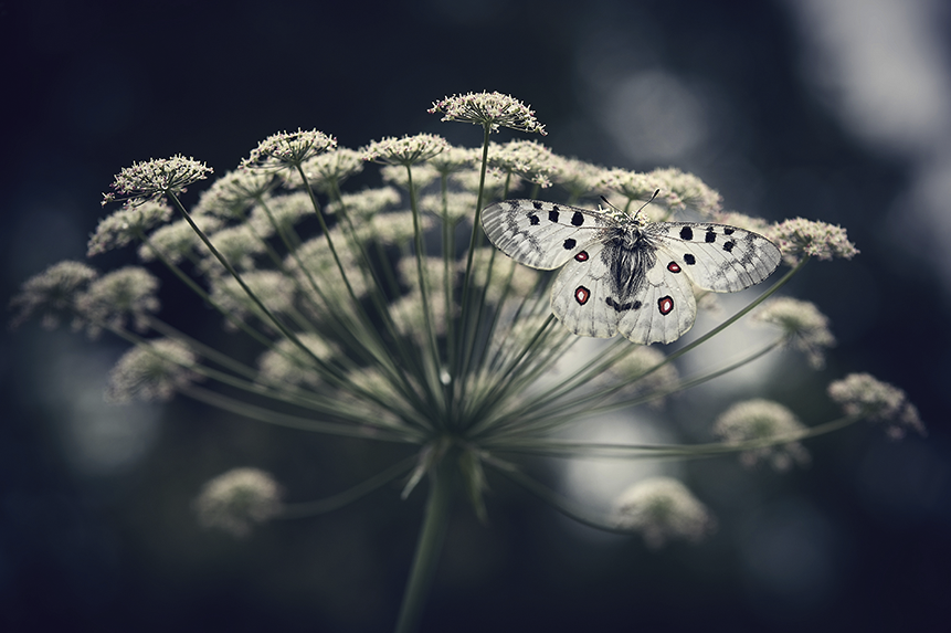 Papillon Apollon en macrophotographie, Alpes