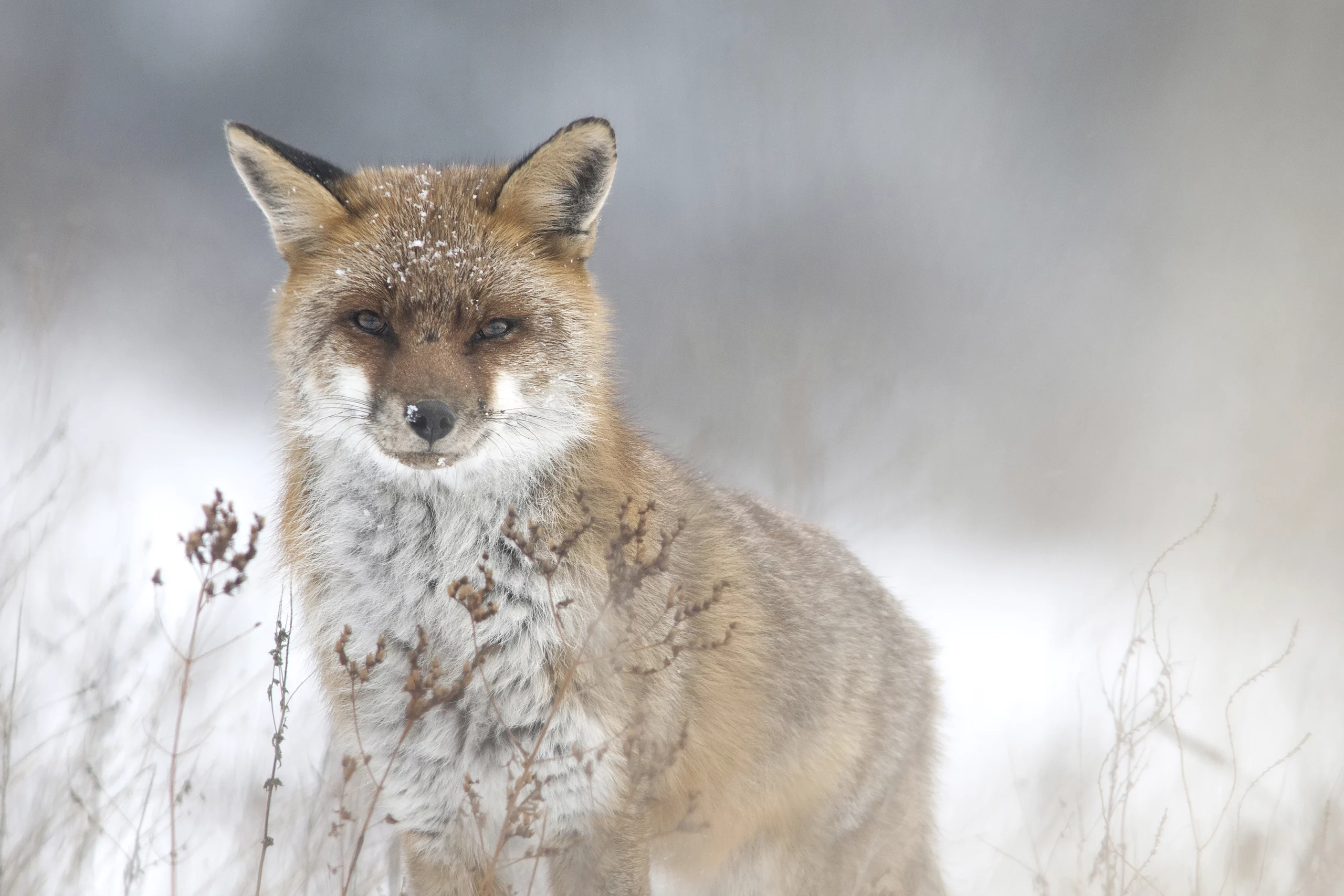 Renard face à la neige, Alpes