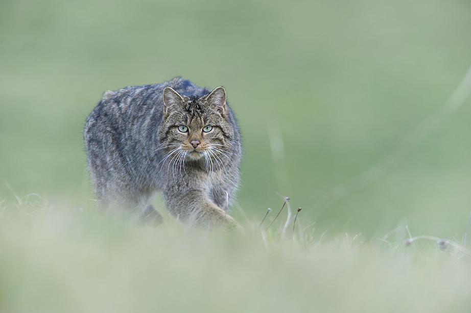 Chat forestier sauvage, Bugey