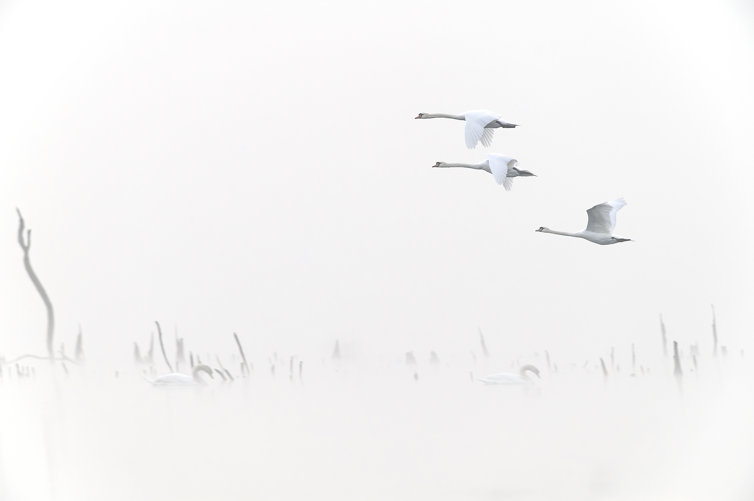 Cygnes volant dans le brouillard au-dessus d'un lac de montagne