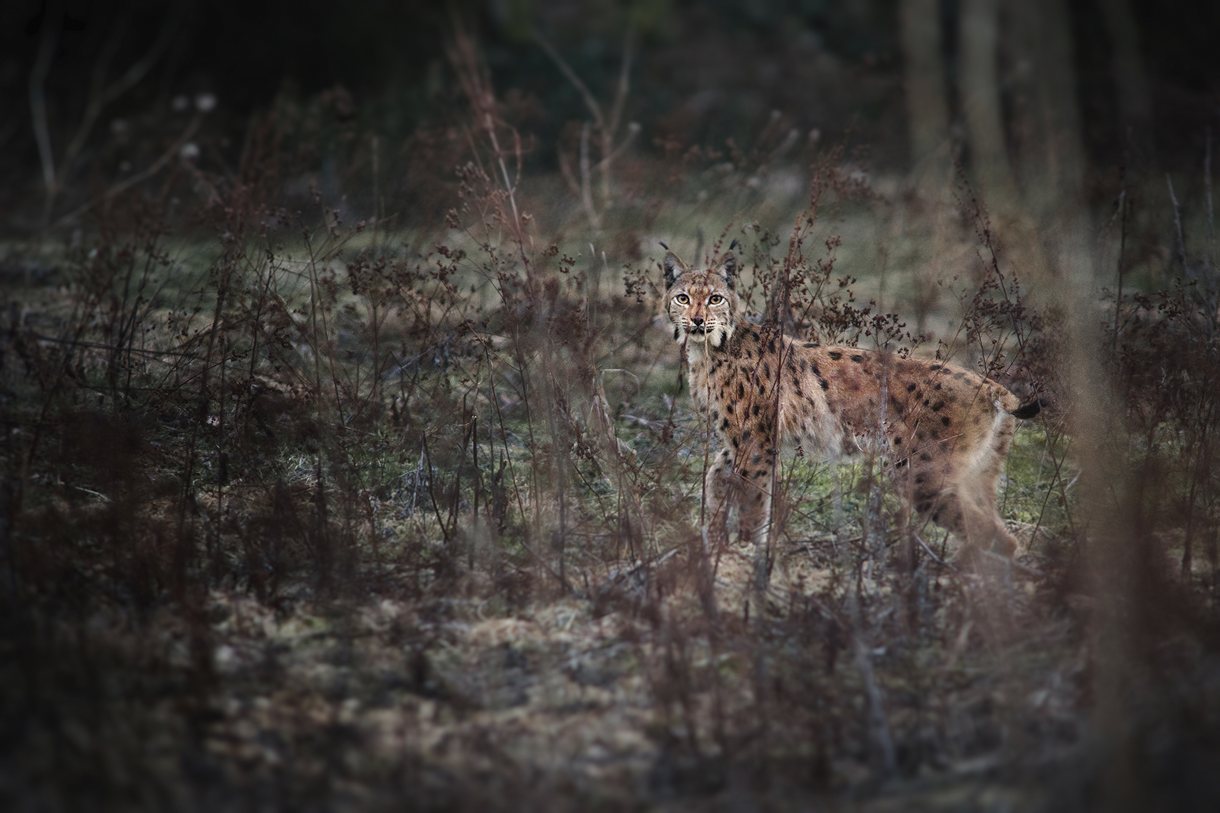 Lynx boréal, Bugey