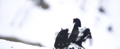 Combat de tétras lyres dans une pente enneigée, photographié par Macromike PHOTO. Une scène rare de nature sauvage en mouvement.