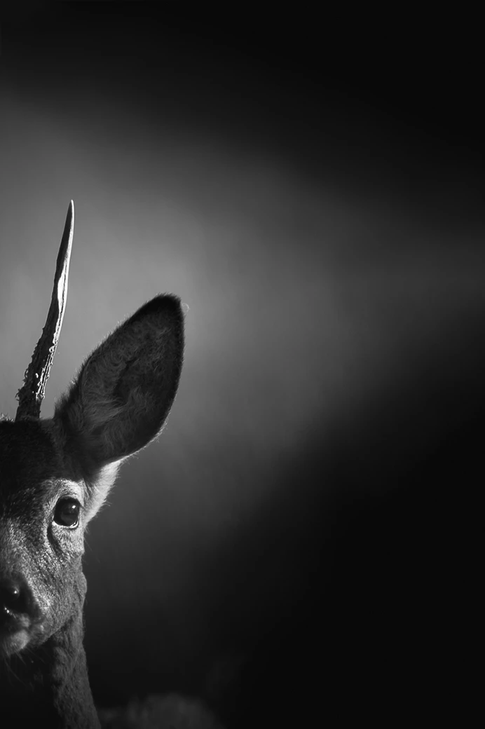 Demi-portrait intense d’un chevreuil de face, en noir et blanc, regard captivant et proximité saisissante – Macromike PHOTO.